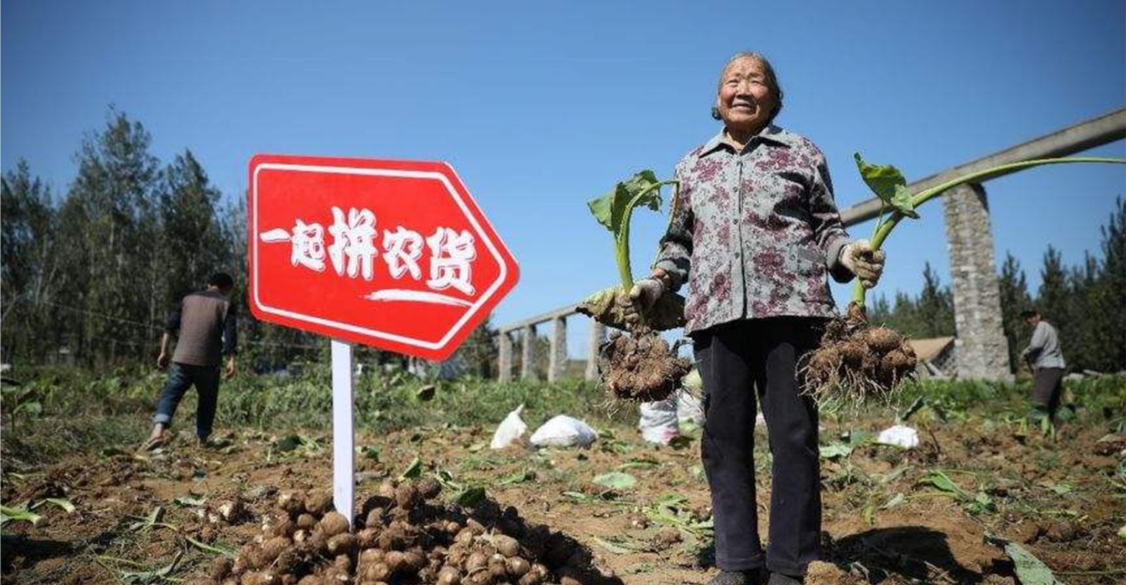 china pingduoduo. png