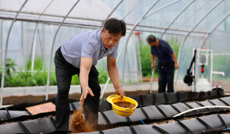 Preparing the strawberry beds before the competition. 