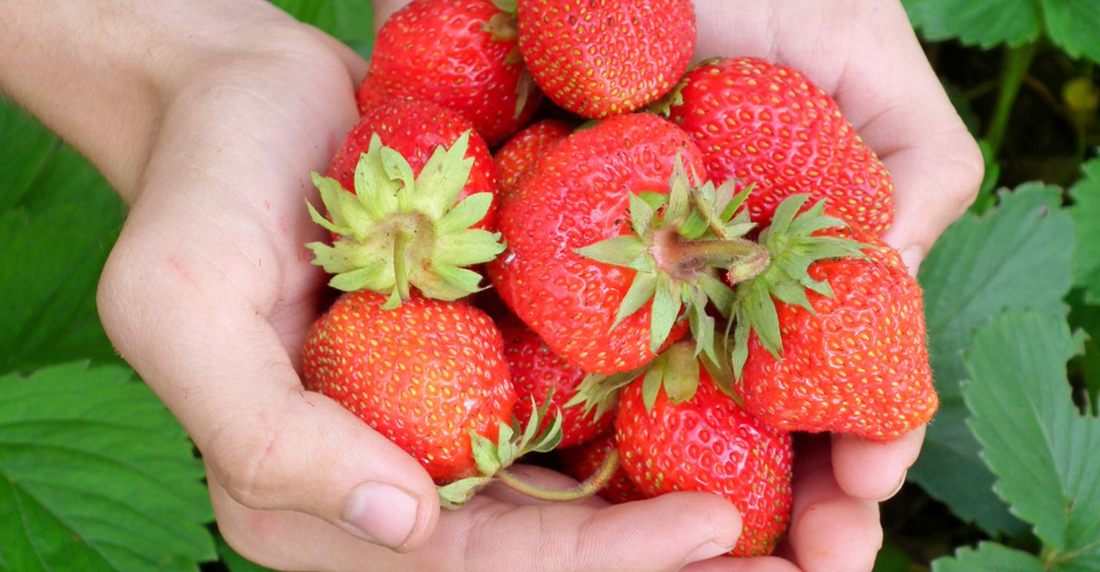 who grows better strawberries