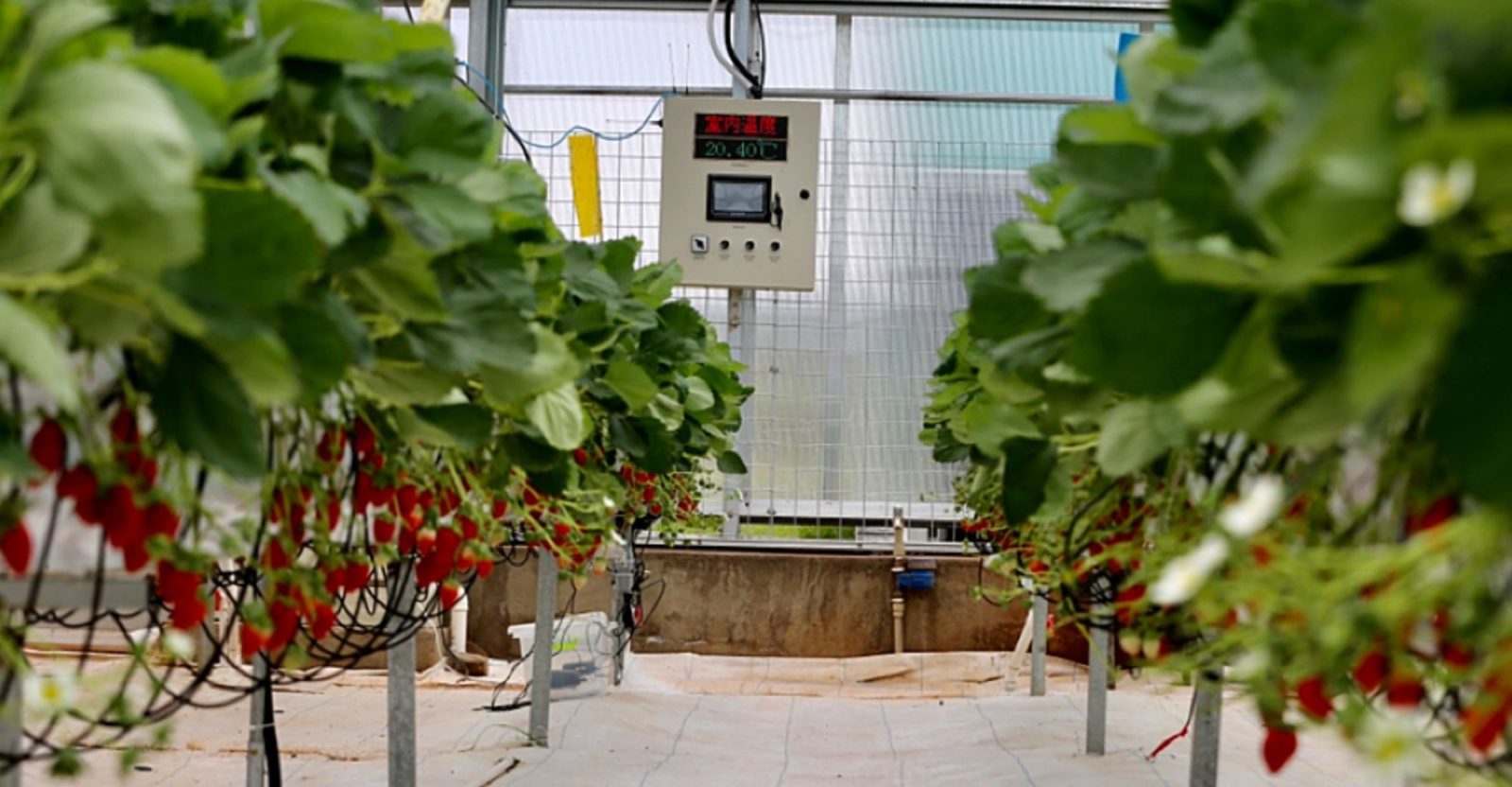 AI Strawberries