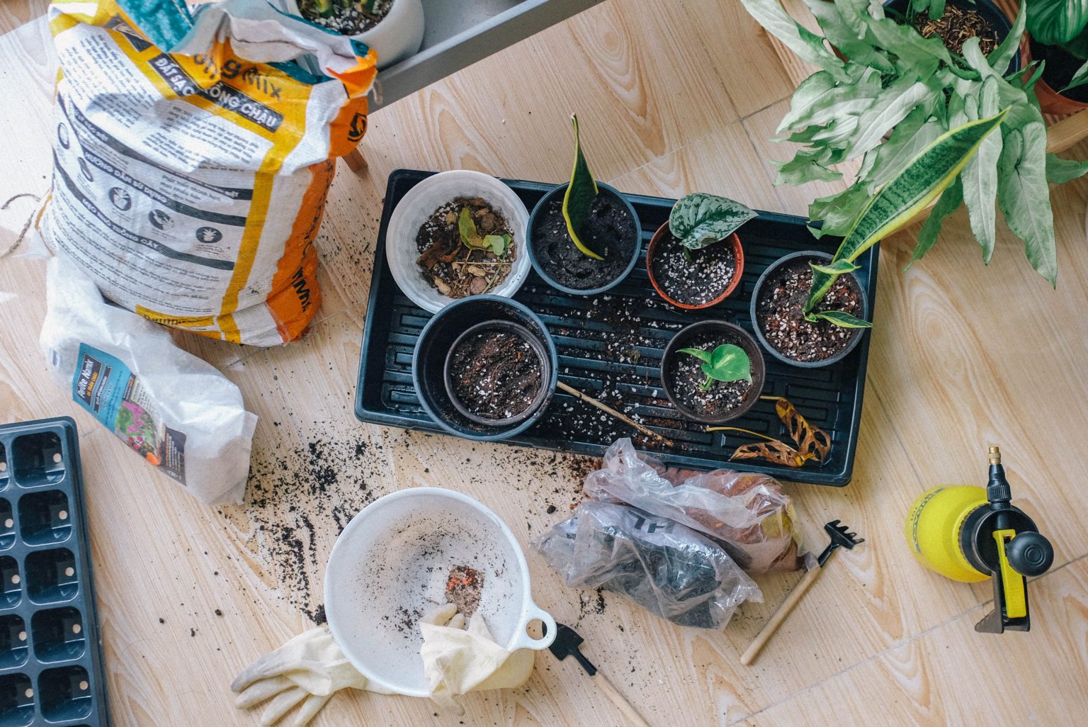 Pinduoduo se asocia con Fertilizer Giant para dar inicio a la moda de la horticultura 